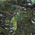 Albizia harveyi 整株植物