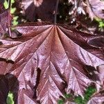 Acer platanoidesপাতা