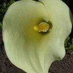 Zantedeschia rehmannii Fleur