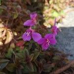 Centradenia inaequilateralis Flor