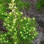 Erica lusitanica Flower