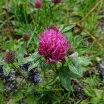 Trifolium pratenseFlower