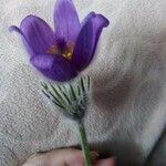 Anemone halleri फूल