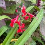 Salvia coccinea 花