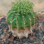 Euphorbia meloformis List