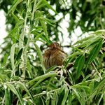 Elaeagnus angustifolia Folha