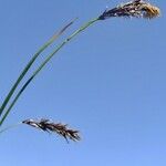 Carex frigida Mosusu