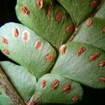 Didymochlaena truncatula Levél