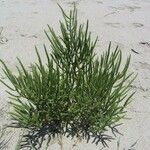 Salicornia bigelovii आदत