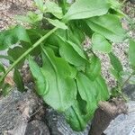 Leuenbergeria guamacho Лист
