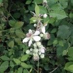 Rubus discolor Blüte