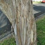 Eucalyptus leucoxylon Bark