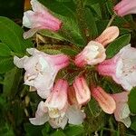 Rhododendron hirsutum Květ