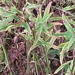 Trifolium rubens Leaf