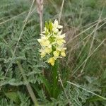 Dactylorhiza insularis Flower