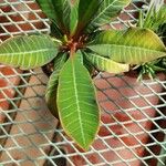 Euphorbia leuconeura Leaf