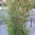 Phyllostachys aurea Характер