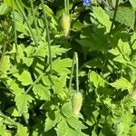 Papaver cambricum Blatt