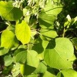 Populus tremuloides Feuille