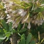 Kleinia neriifolia Kwiat