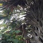 Sabal palmetto Leaf