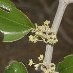 Ziziphus mauritiana Blüte