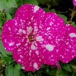 Petunia × atkinsiana Flower