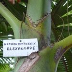 Archontophoenix alexandrae 葉