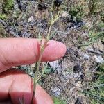 Bupleurum rigidum Flower