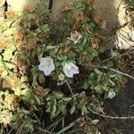 Campanula incurva Λουλούδι