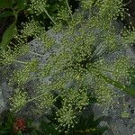 Imperatoria ostruthium Mbuma