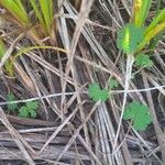 Geranium pusillumLeaf