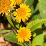 Verbesina alternifolia Flower