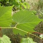 Vitis riparia Blad