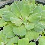 Pistia stratiotes Lehti