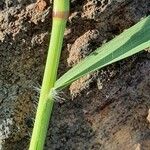 Eragrostis cilianensis 其他