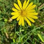 Tragopogon pratensisFlower