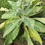 Verbascum lychnitis 叶