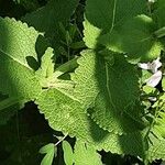 Salvia nemorosa Hoja