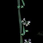 Carmichaelia australis Kvet