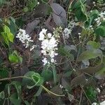 Derris trifoliata Fleur