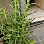 Rosmarinus × lavandulaceus Листок