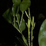 Dendrobium comatum ഇല