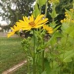 Silphium perfoliatumFlower