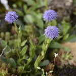 Globularia bisnagarica Habitat