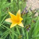 Hemerocallis dumortieri Kvet