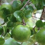 Strychnos spinosa Frucht