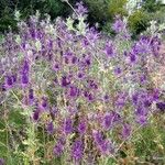 Eryngium leavenworthii Συνήθη χαρακτηριστικά