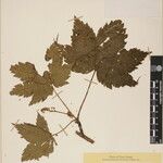 Acer caudatum Other