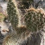 Opuntia polyacantha 葉